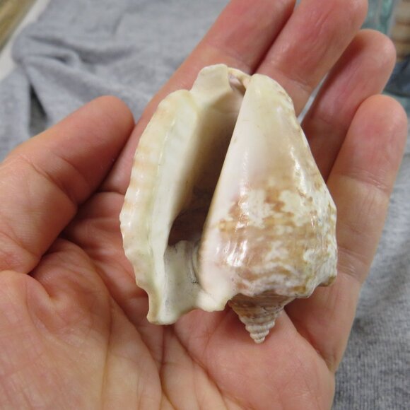 REAL Sea Shells in a Glass Square Vase and sand #2 - Picture 8 of 10